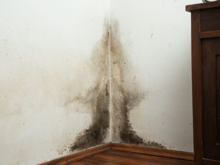 Damp Survey