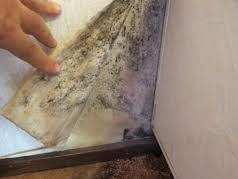 Damp Survey Mould Survey